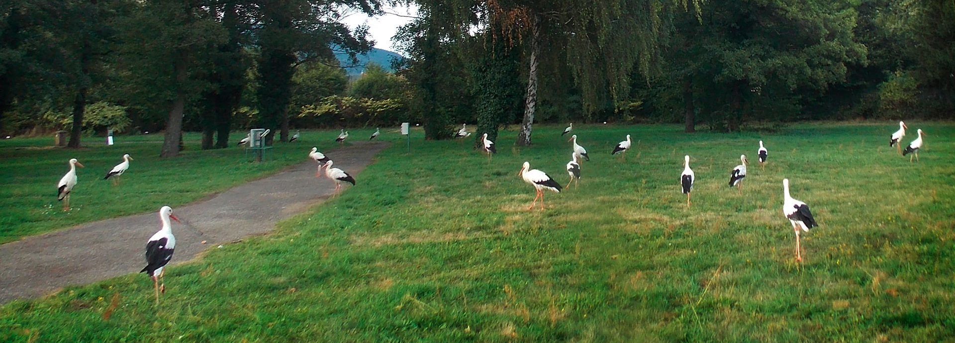 Campingplatz im Elsass les Cigognes