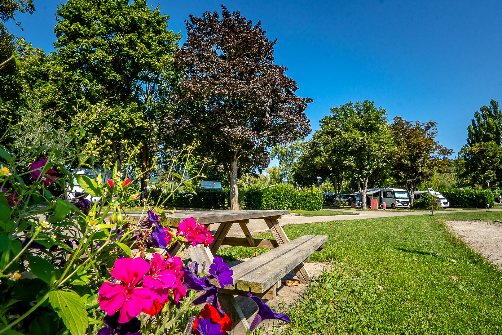 Stellplätze des Campingplatzes Riquewihr im Elsass